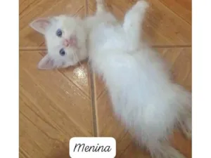 Gato raça Srd idade 2 a 6 meses nome ....