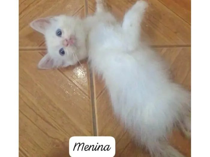 Gato ra a Srd idade 2 a 6 meses nome ....