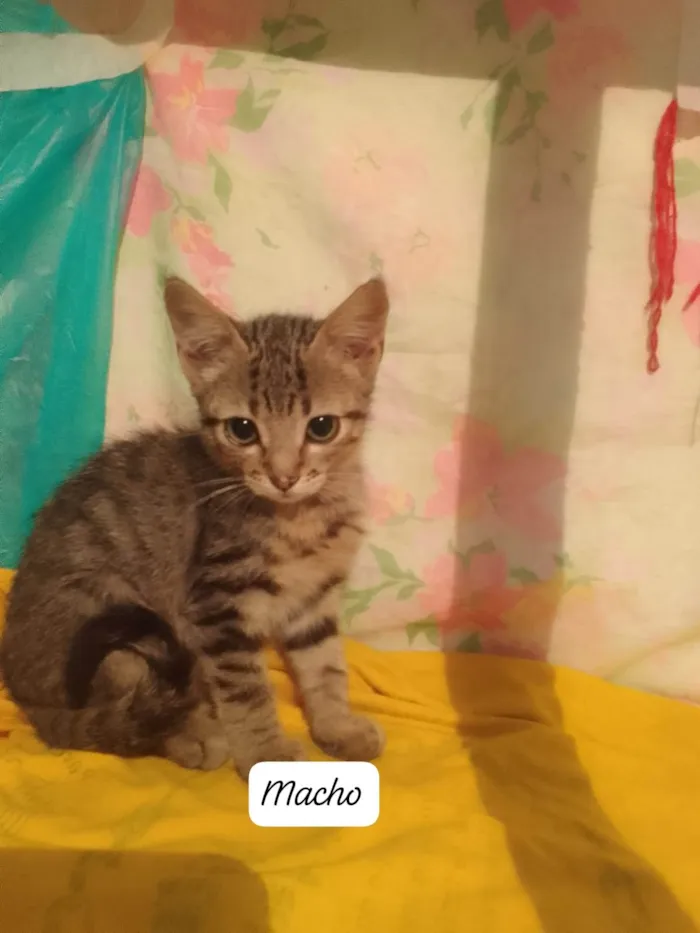 Gato ra a Srd idade 2 a 6 meses nome ........