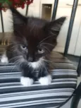 Gatinha