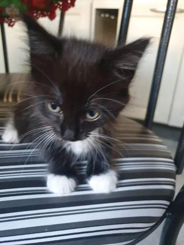 Gato ra a Srd idade 2 a 6 meses nome Gatinha