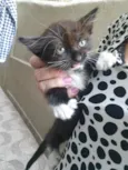 Gatinha