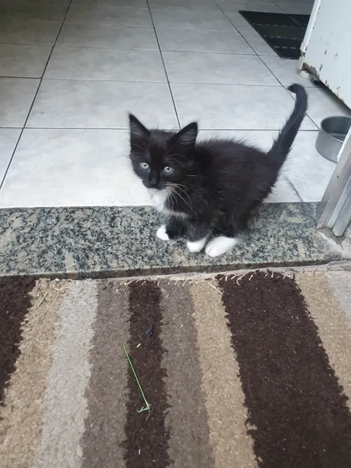 Gato ra a Srd idade 2 a 6 meses nome Gatinha