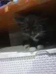 Gatinha