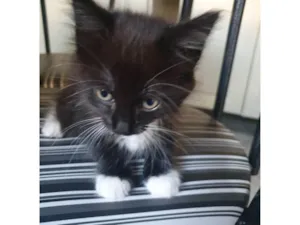 Gato raça Srd idade 2 a 6 meses nome Gatinha