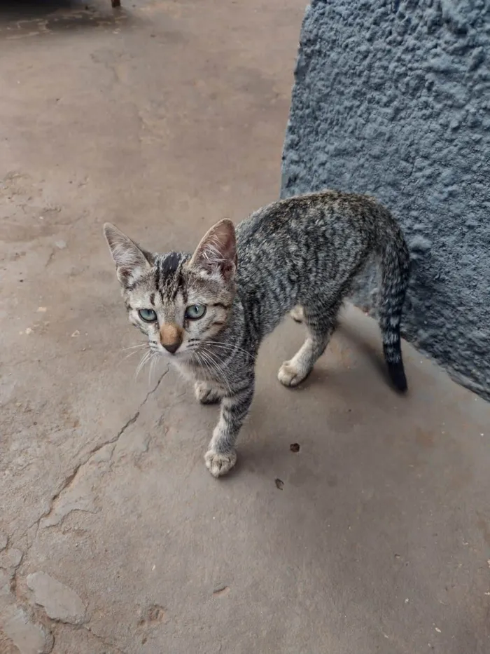 Gato ra a Vira-Lata idade 2 a 6 meses nome Sem nome