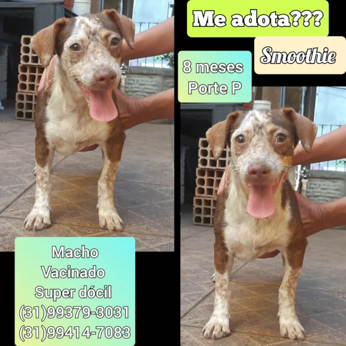 Cachorro ra a SRD-ViraLata idade 7 a 11 meses nome Smoothie