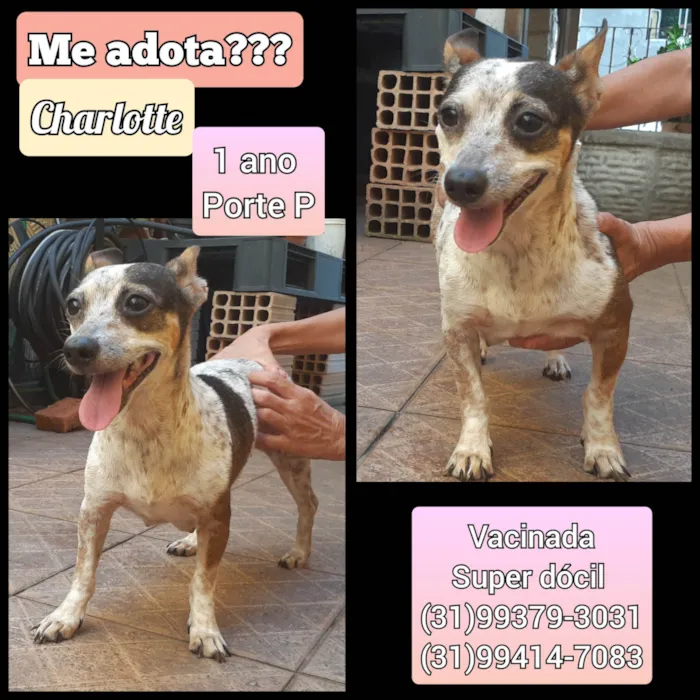 Cachorro ra a SRD-ViraLata idade 1 ano nome Charlotte