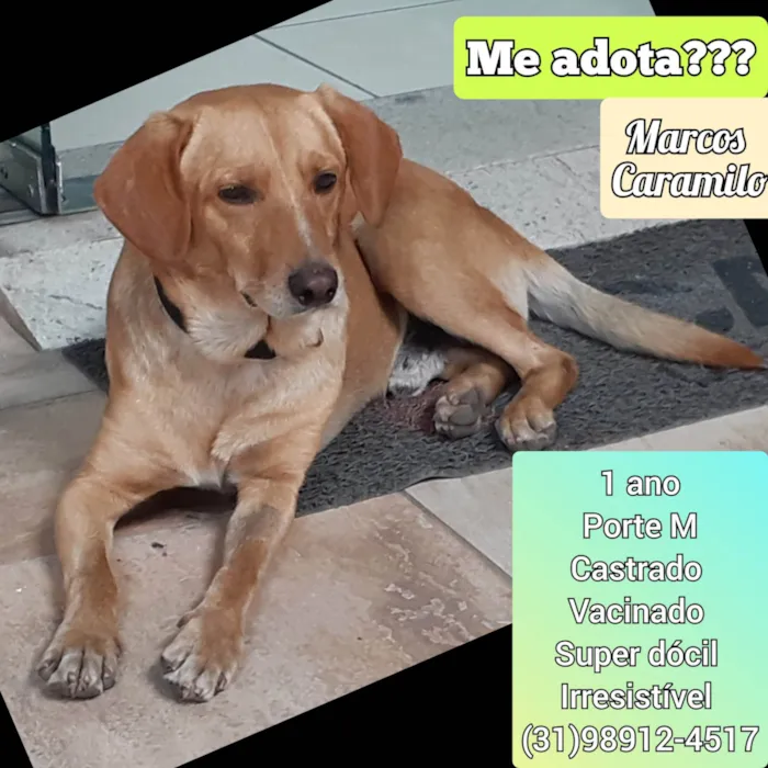 Cachorro ra a SRD-ViraLata idade 1 ano nome Marcos