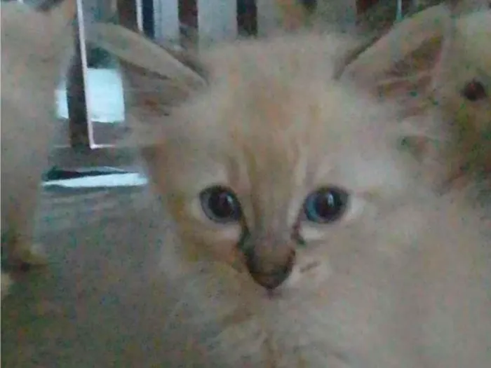 Gato ra a Srd idade Abaixo de 2 meses nome ...........