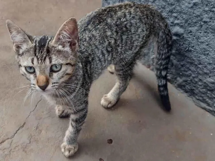 Gato ra a Vira-Lata idade 2 a 6 meses nome Sem nome