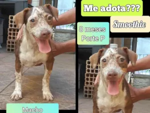Cachorro raça SRD-ViraLata idade 7 a 11 meses nome Smoothie
