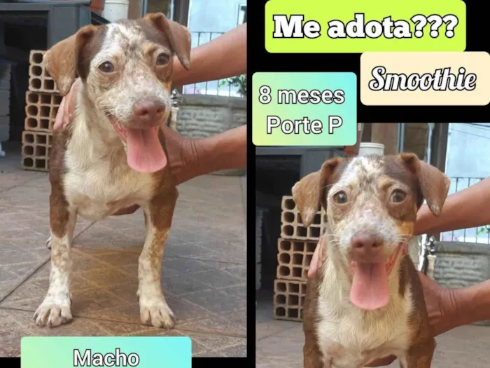 Cachorro ra a SRD-ViraLata idade 7 a 11 meses nome Smoothie