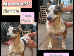 Cachorro raça SRD-ViraLata idade 1 ano nome Charlotte