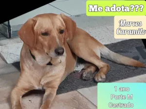Cachorro raça SRD-ViraLata idade 1 ano nome Marcos