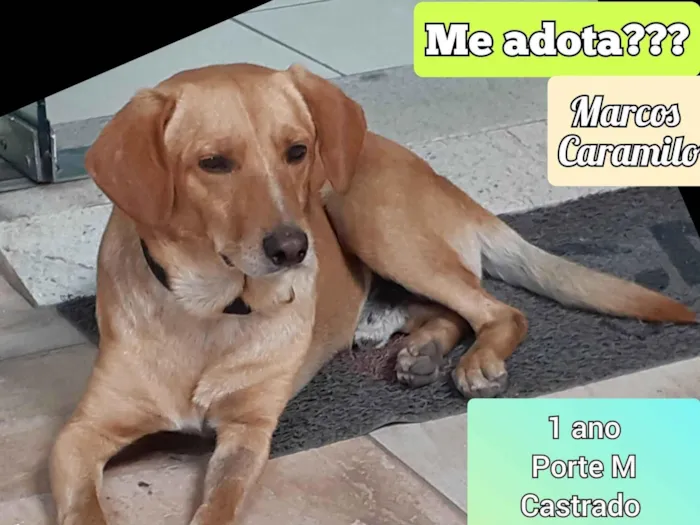 Cachorro ra a SRD-ViraLata idade 1 ano nome Marcos