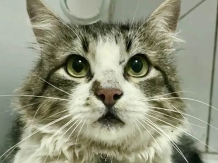 Gato ra a Mestico idade 7 a 11 meses nome Zayon