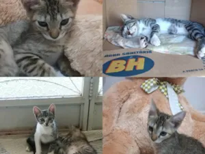 Gato raça  idade Abaixo de 2 meses nome Ayla