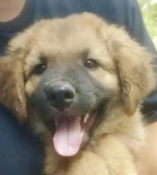 Cachorro ra a Mestico  idade 2 a 6 meses nome Bingo 