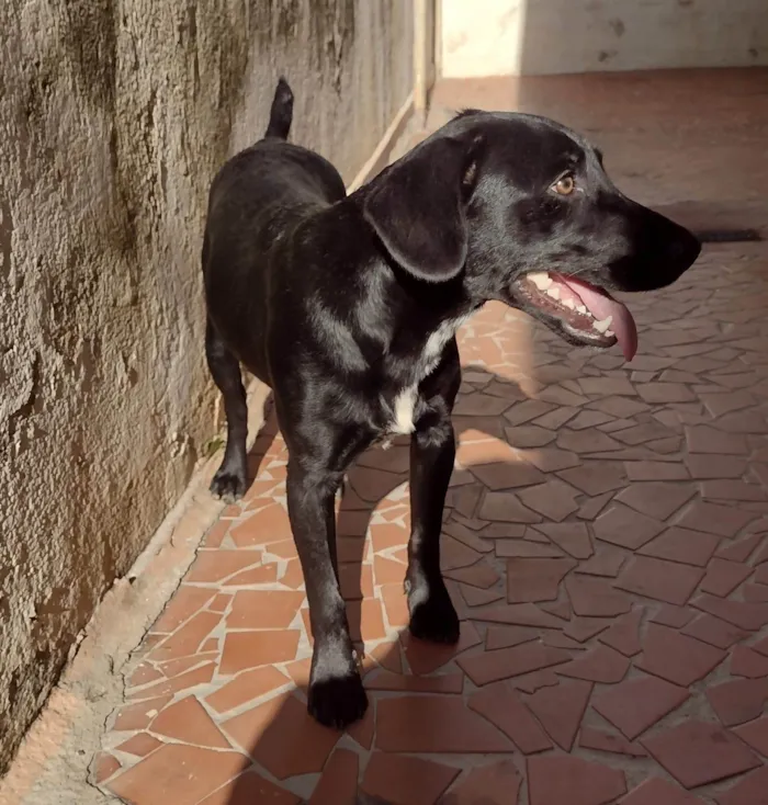 Cachorro ra a SRD-ViraLata idade 1 ano nome Sem Nome