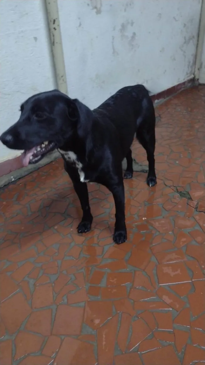 Cachorro ra a SRD-ViraLata idade 1 ano nome Sem Nome