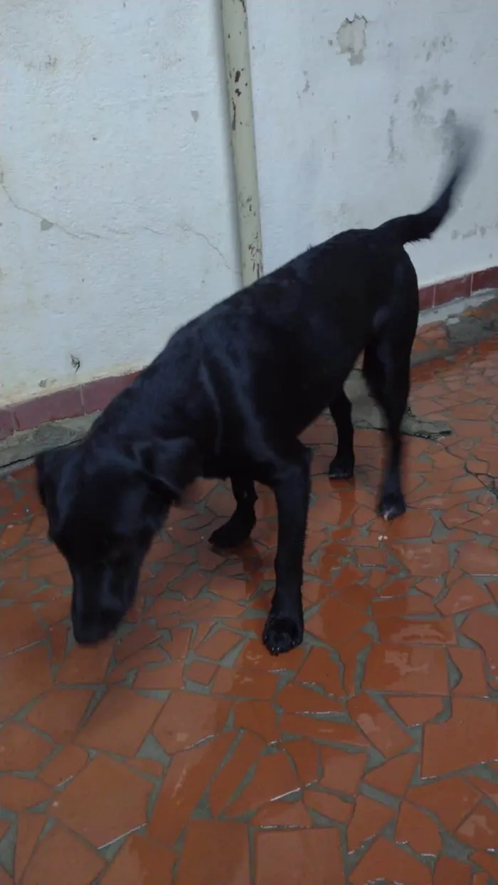 Cachorro ra a SRD-ViraLata idade 1 ano nome Sem Nome