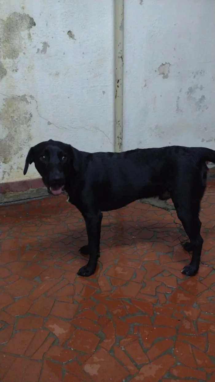 Cachorro ra a SRD-ViraLata idade 1 ano nome Sem Nome