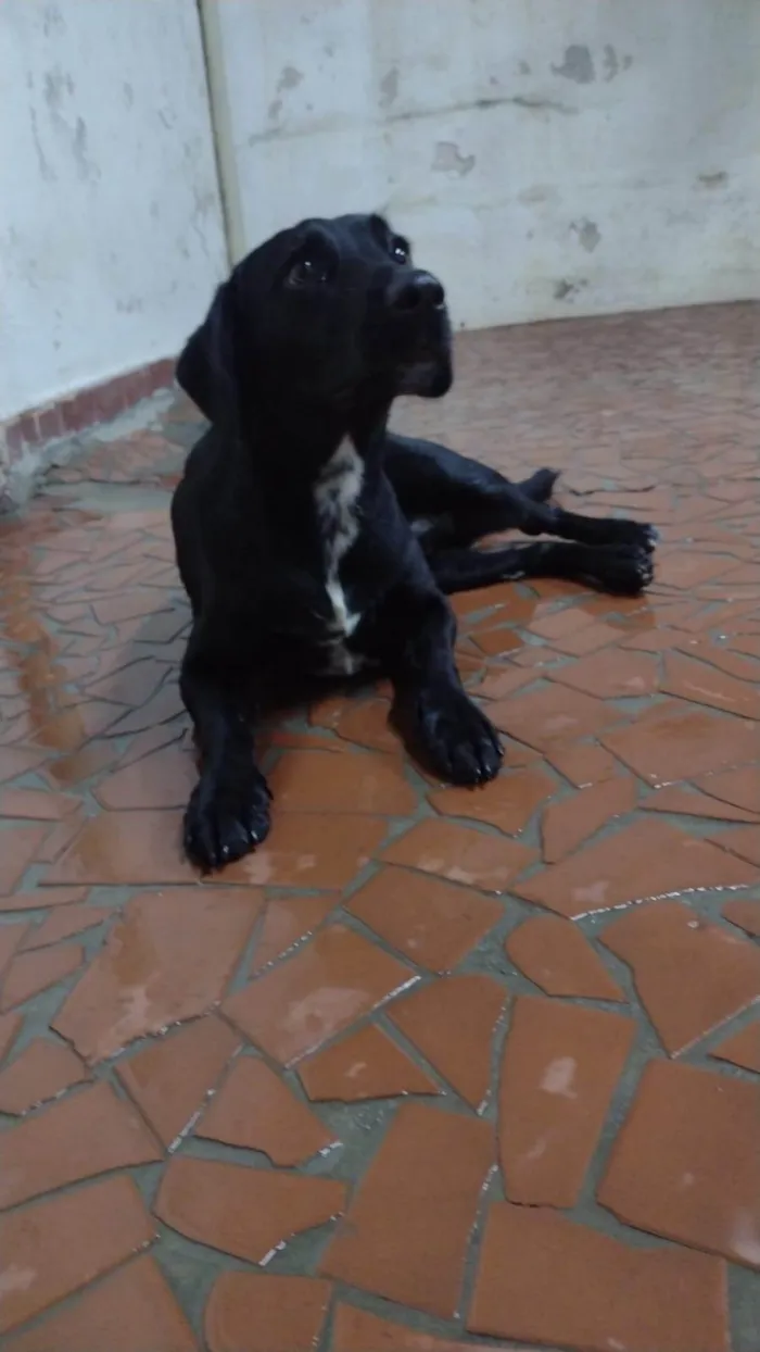 Cachorro ra a SRD-ViraLata idade 1 ano nome Sem Nome