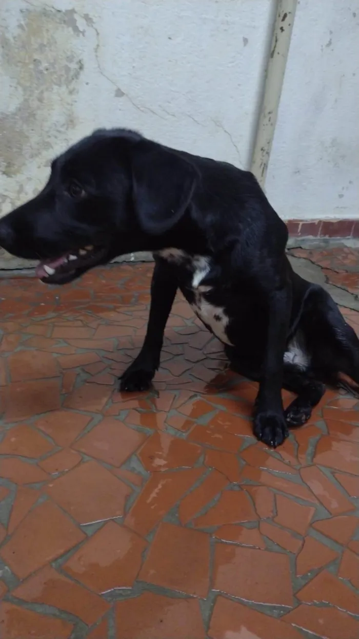 Cachorro ra a SRD-ViraLata idade 1 ano nome Sem Nome