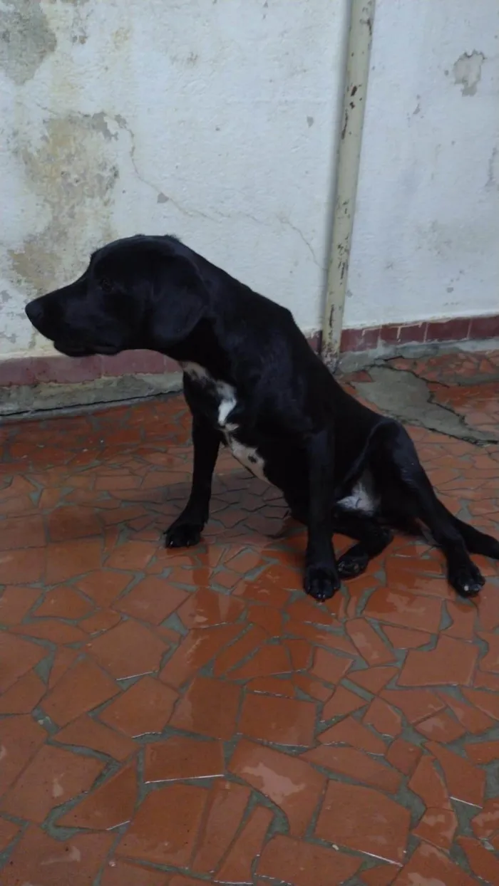 Cachorro ra a SRD-ViraLata idade 1 ano nome Sem Nome