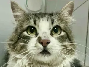 Gato raça Mestico idade 7 a 11 meses nome Zayon