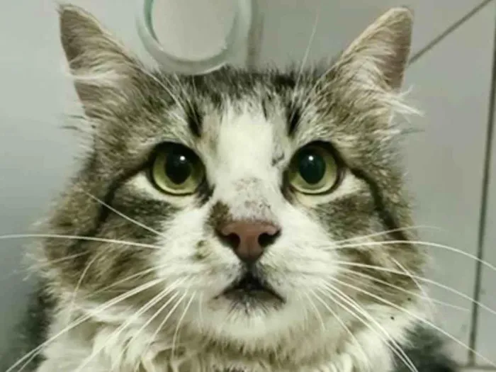 Gato ra a Mestico idade 7 a 11 meses nome Zayon