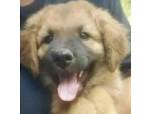 Cachorro raça Mestico  idade 2 a 6 meses nome Bingo 