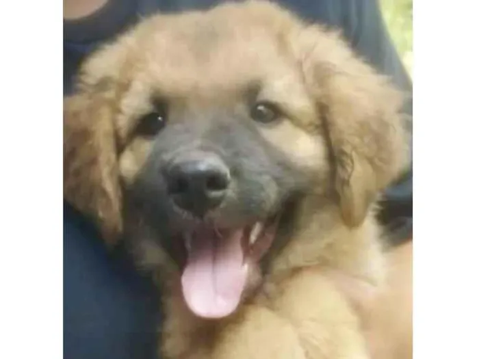 Cachorro ra a Mestico  idade 2 a 6 meses nome Bingo 