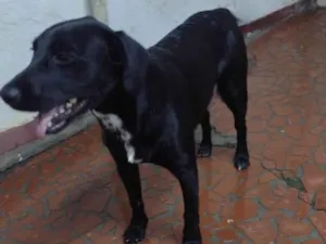 Cachorro raça SRD-ViraLata idade 1 ano nome Sem Nome