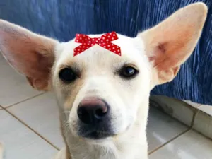 Cachorro raça Mestica  idade 1 ano nome Nina 