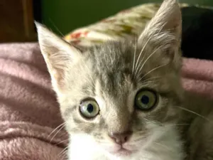 Gato raça Srd idade 2 a 6 meses nome Janice