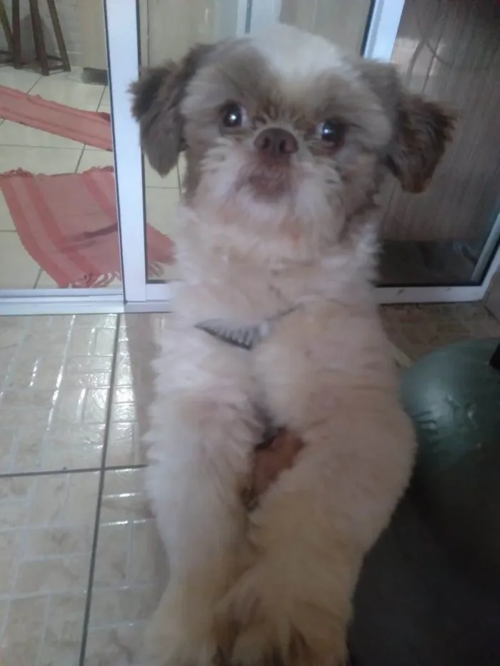 Cachorro ra a Shitzu idade 1 ano nome Fofinho