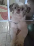 Fofinho