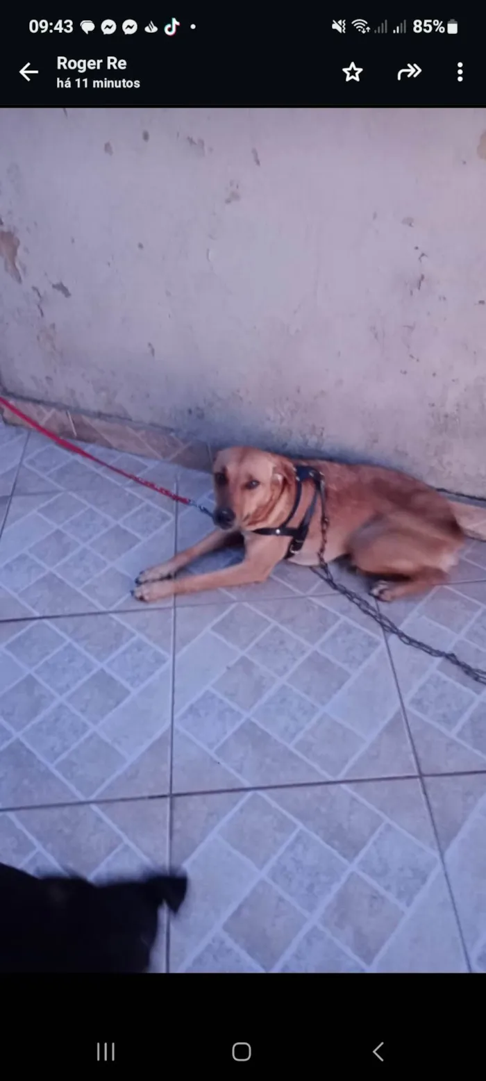 Cachorro ra a SRD-ViraLata idade 4 anos nome Ramona