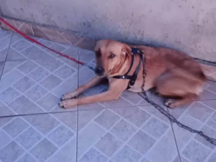 Cachorro ra a SRD-ViraLata idade 4 anos nome Ramona