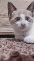 gatinhos lindinhos