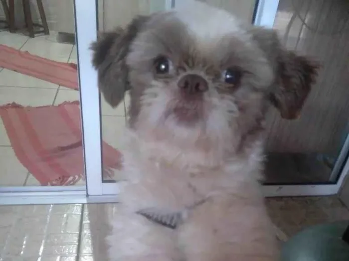 Cachorro ra a Shitzu idade 1 ano nome Fofinho