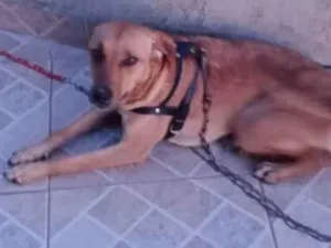 Cachorro raça SRD-ViraLata idade 4 anos nome Ramona