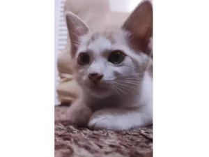 Gato raça  idade Abaixo de 2 meses nome gatinhos lindinhos 