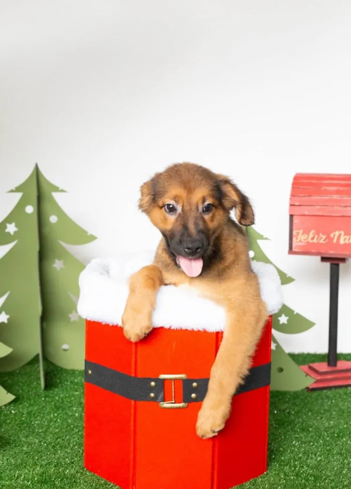 Cachorro ra a SRD-ViraLata idade 2 a 6 meses nome Tufão 