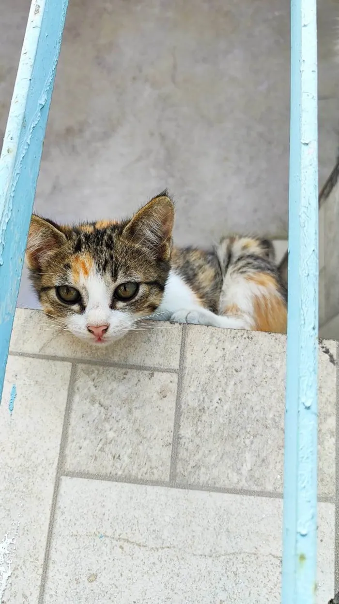 Gato ra a SRD-ViraLata idade 2 a 6 meses nome Meninas.