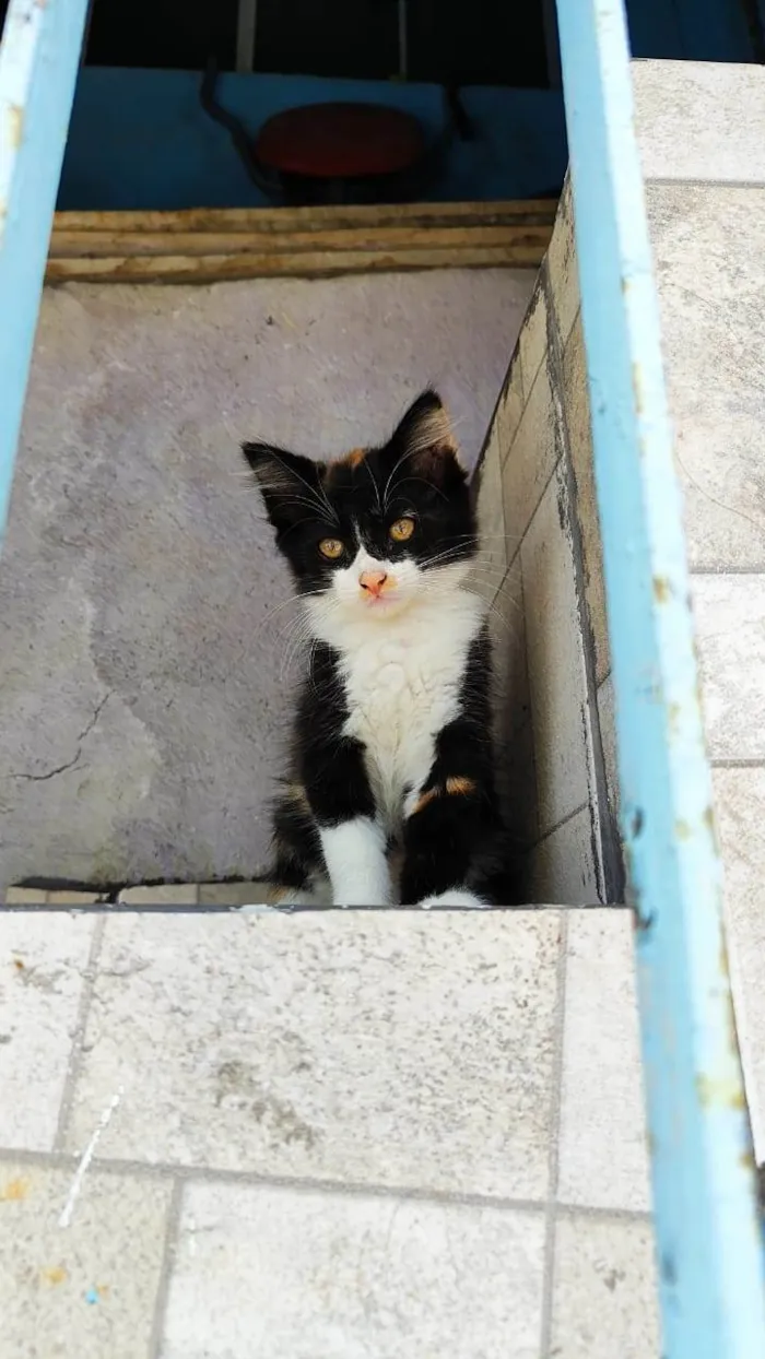 Gato ra a SRD-ViraLata idade 2 a 6 meses nome Meninas.