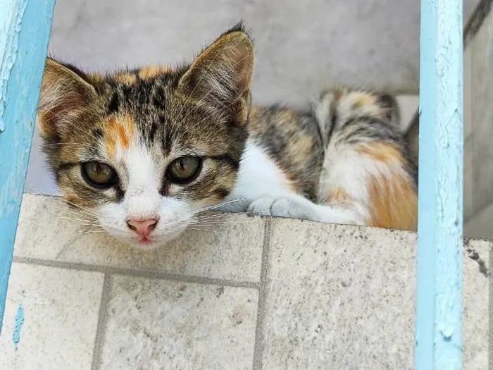 Gato ra a SRD-ViraLata idade 2 a 6 meses nome Meninas.