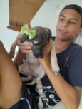 Cinza